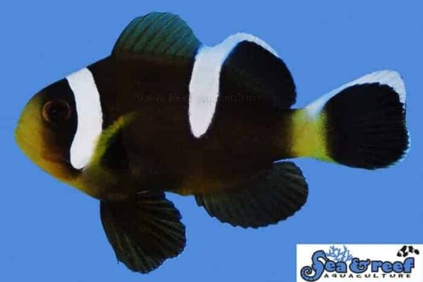 Barrier Reef Clownfish - Image 1