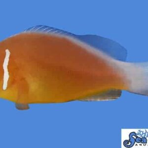 Fiji Pink Skunk Clownfish