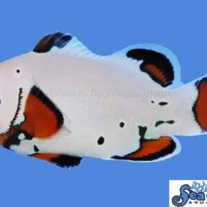 Frostbite Clownfish