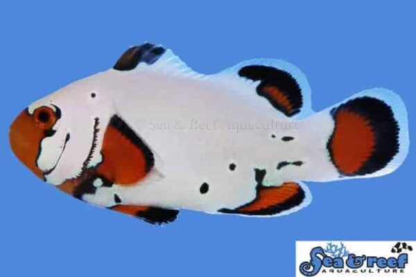 Frostbite Clownfish - Image 1