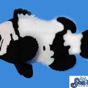 Phantom Clownfish
