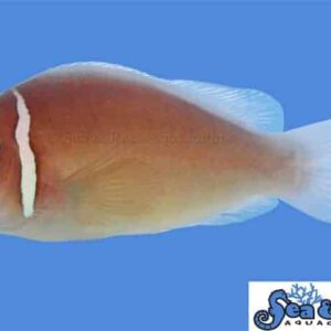 Pink Skunk Clownfish