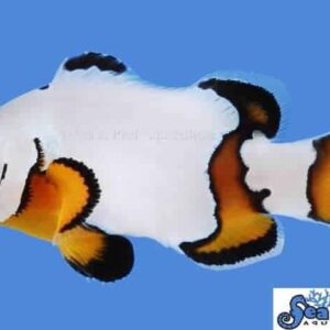 Premium Black Ice Clownfish