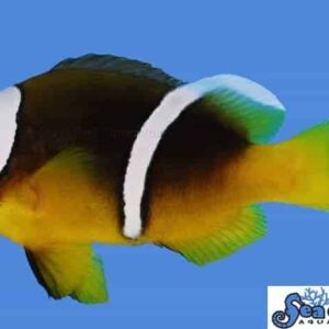 Sebae Clownfish