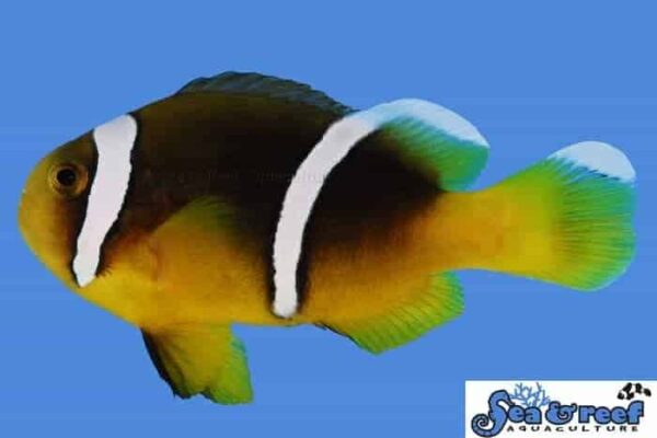 Sebae Clownfish - Image 1