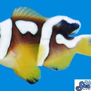 Spotcinctus Clownfish