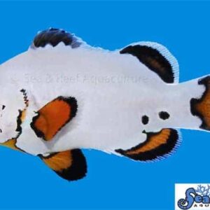 Flurry Clownfish