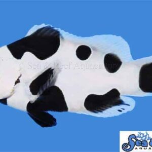 Black Storm Clownfish