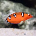 Red Coris Wrasse - Image 2