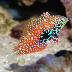 Leopard Wrasse Pair (M/F)