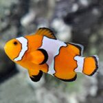 Snowflake Clownfish, Captive-Bred ORA® - Image 3