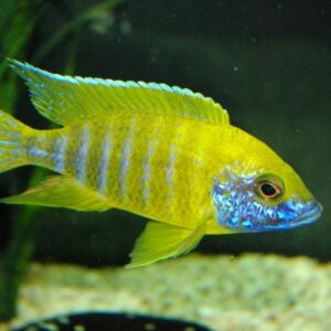 Sunshine Peacock Cichlid