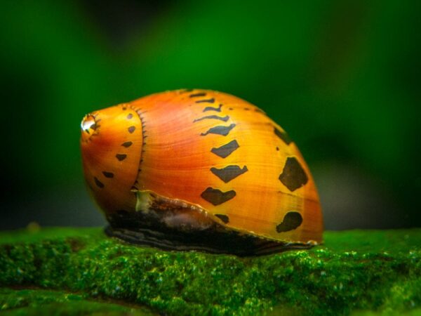 Nerite Tiger Snail - Image 1