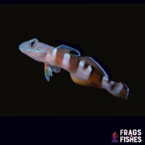 Tiger (Wardi) Goby