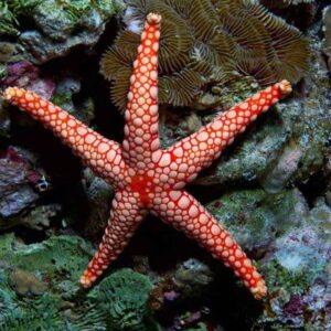 Orange/Red Tile Sea Star