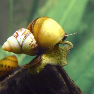 Japanese Trapdoor Snail
