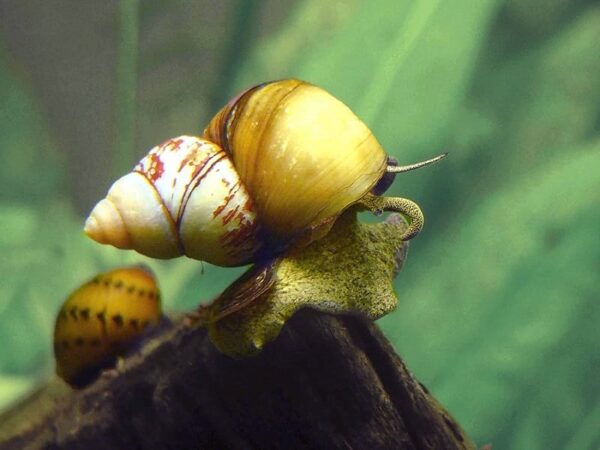 Japanese Trapdoor Snail - Image 1