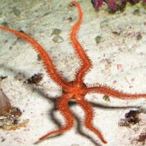 Red Brittle Sea Star
