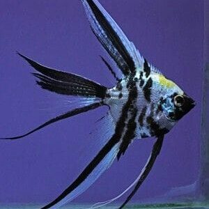 Veiled Angelfish