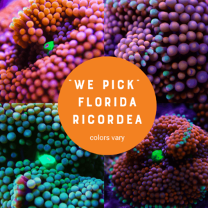 Florida Ricordea Mushroom