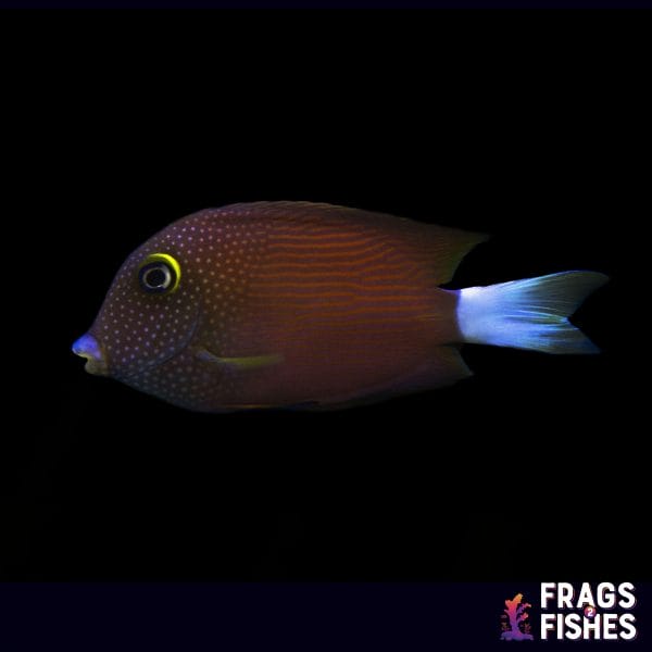 White Tail Yellow Eye Tang - Image 1