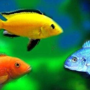 Assorted African Cichlid - 1.5"
