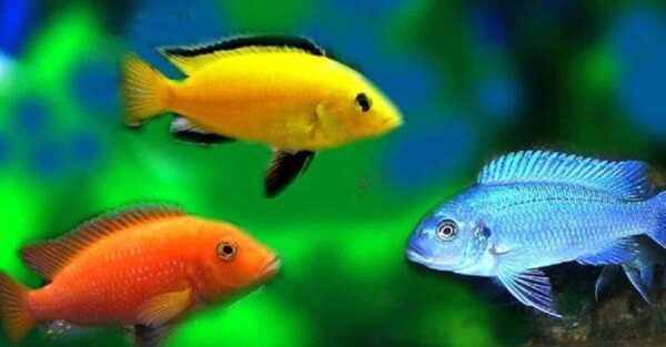 Assorted African Cichlid - 1.5" - Image 1
