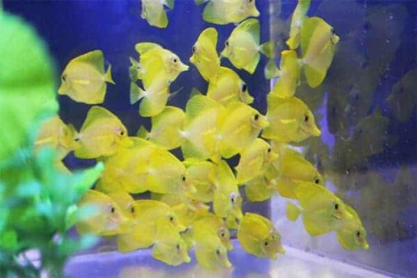 yellow-tang-1.jpg Yellow Tang - Captive Bred - Image 1