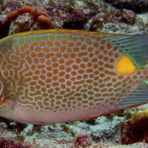 Yellow Blotch Rabbitfish