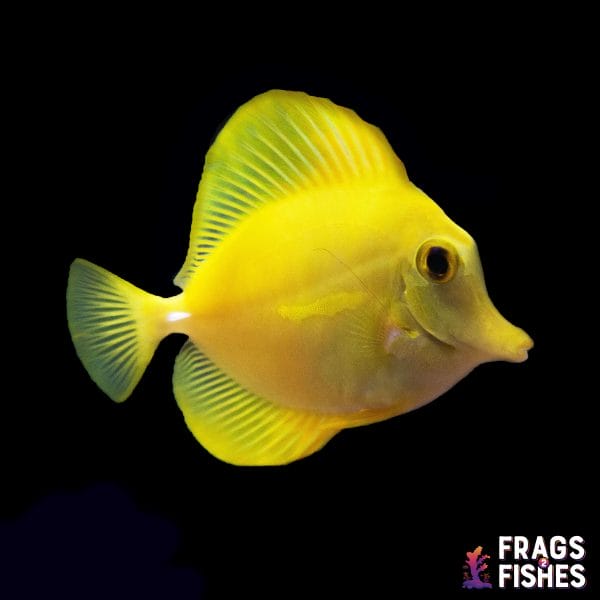 Yellow Tang - Hawaii - Image 1