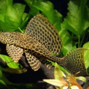 Marble Sailfin Pleco