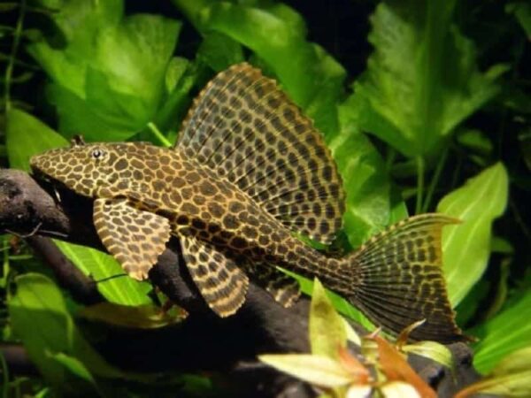 Marble Sailfin Pleco - Image 1