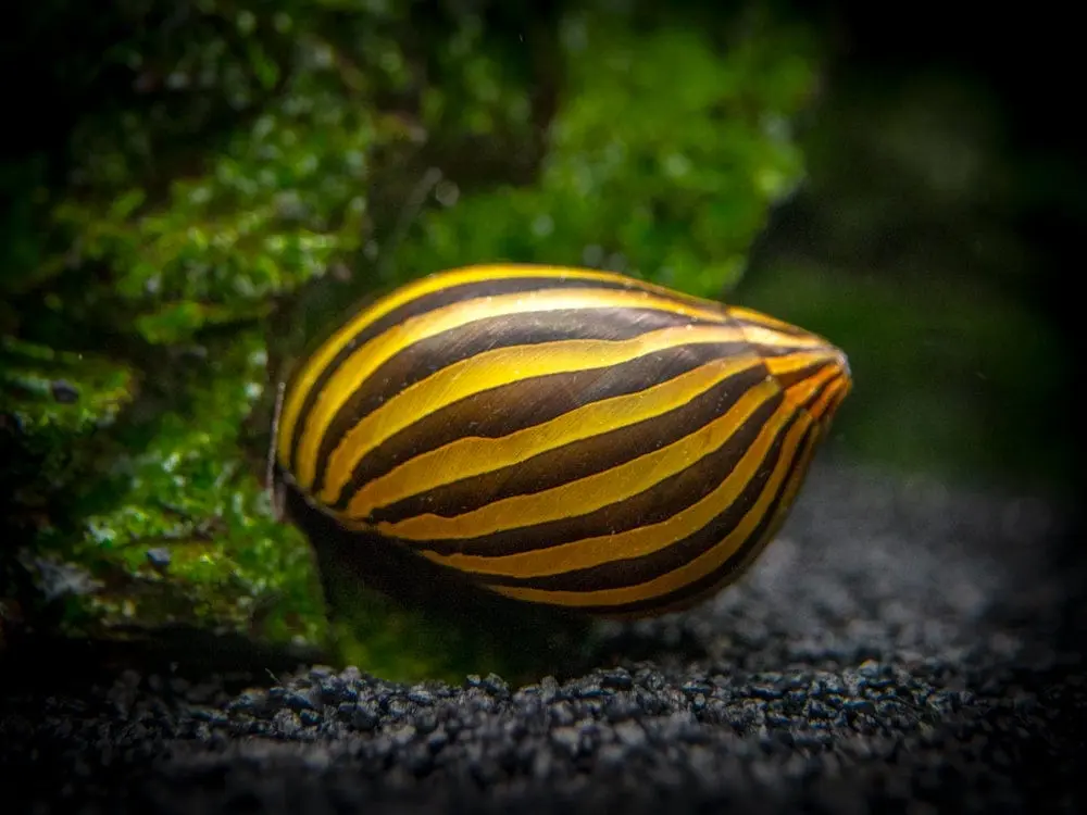 zebra-nerite-8_1024x1024-1-1-1-1-1-1-1-1-1-1.jpg Nerite Zebra Snail - Image 1