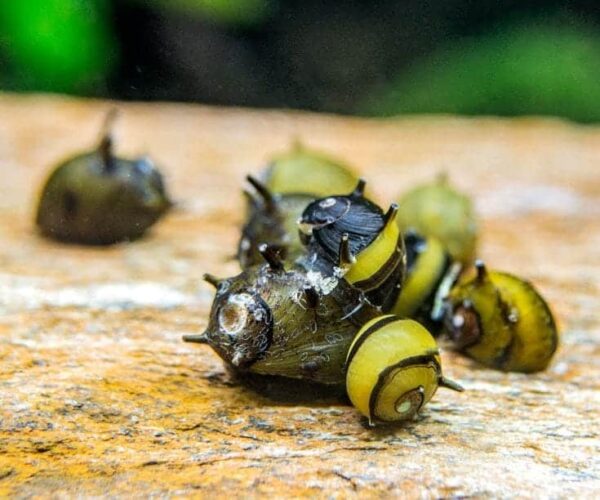 Nerite Horned Snail (Assorted) - Image 1