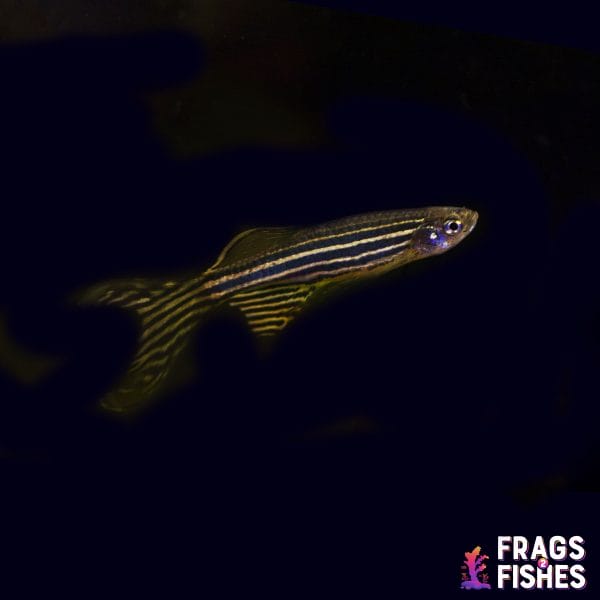 Zebra Longfin Danio - Image 1