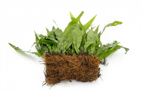 Java Fern on Coco Husk - Image 1