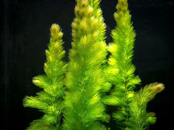 Hornwort Bunch - Image 1