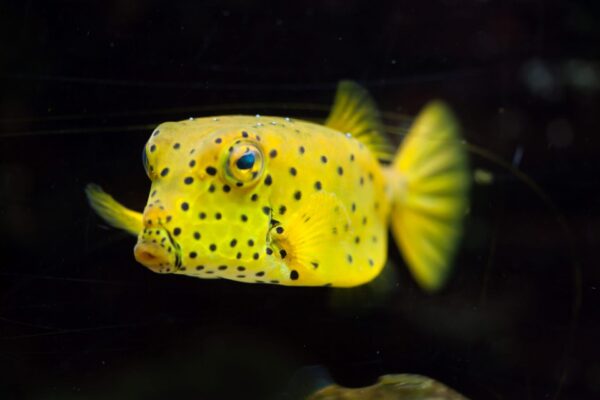 Yellow Cubicus - Image 1