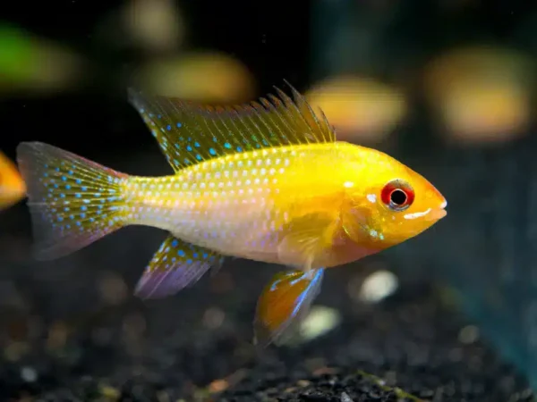 Golden Ram Cichlid - Image 1