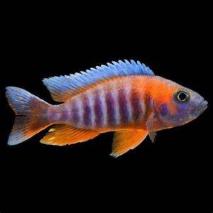 Eureka Peacock Cichlid