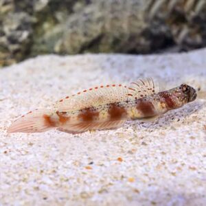 Wide-Barred Prawn Goby