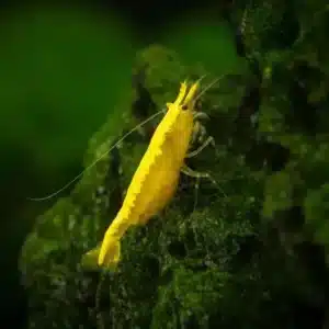 Yellow Golden Back Shrimp