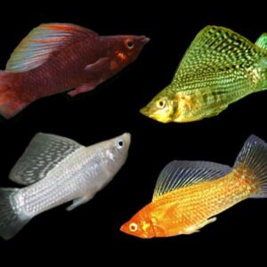 Mixed Sailfin Molly