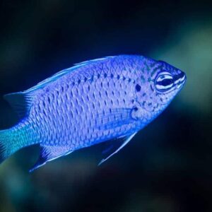 Fiji Blue Damsel