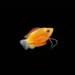 Dwarf Honey Gouramis - Image 2