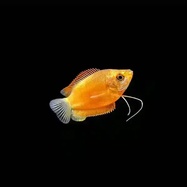 Dwarf Honey Gouramis - Image 2
