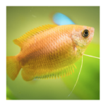 Dwarf Honey Gouramis