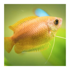 Dwarf Honey Gouramis