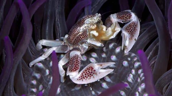 porcelain.jpeg Porcelain Anemone Crab - Image 1