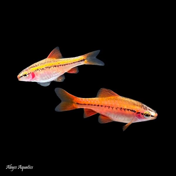 cherry-barb.jpg Cherry Barb - Image 1